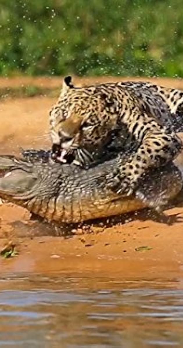 Jaguars vs. Crocs